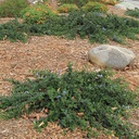 ceanothus-griseus-horizontalis-yankee-point-mountain-lilac