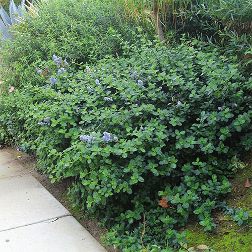 Yankee Point Mountain Lilac - Ceanothus 'Yankee Point'