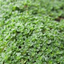 elfin-thyme-thymus-serpyllum-elfin