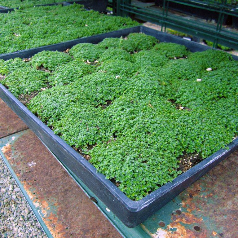 Elfin Thyme - Thymus Serpyllum 'Elfin'