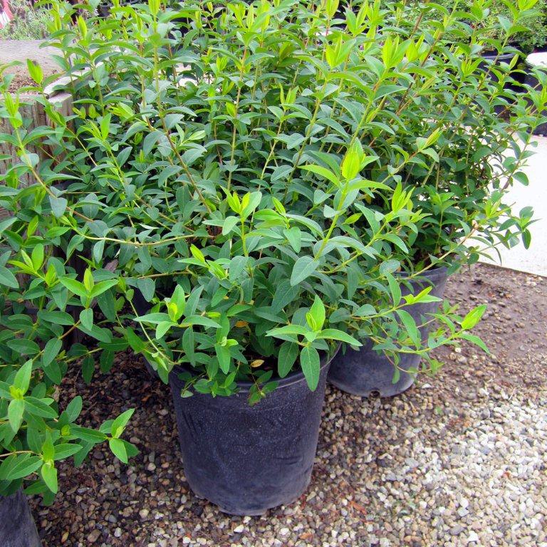 St. Johns Wort - Hypericum calycinum