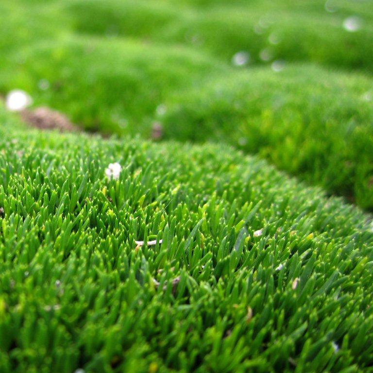 irish-moss-sagina-subulata