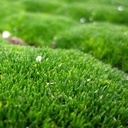 irish-moss-sagina-subulata