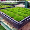 irish-moss-sagina-subulata
