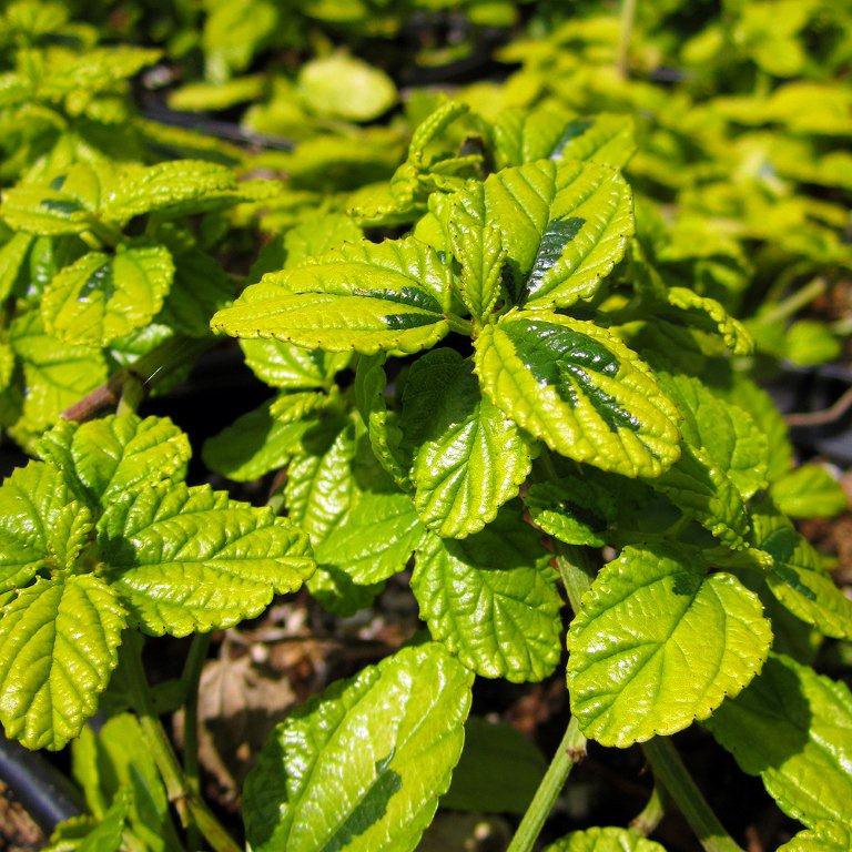 carmel-creeper-ceanothus-griseus-horizontalis-diamond-heights