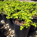 carmel-creeper-ceanothus-griseus-horizontalis-diamond-heights