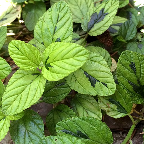 carmel-creeper-ceanothus-griseus-horizontalis-diamond-heights