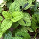 carmel-creeper-ceanothus-griseus-horizontalis-diamond-heights