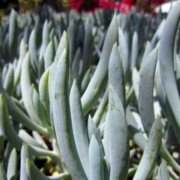 kleina-blue-chalk-sticks-senecio-mandroliscae