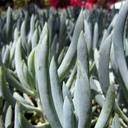 kleina-blue-chalk-sticks-senecio-mandroliscae