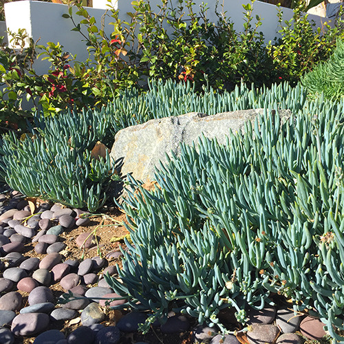 kleina-blue-chalk-sticks-senecio-mandroliscae