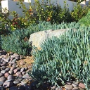 kleina-blue-chalk-sticks-senecio-mandroliscae