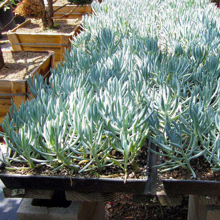 kleina-blue-chalk-sticks-senecio-mandroliscae