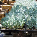 kleina-blue-chalk-sticks-senecio-mandroliscae