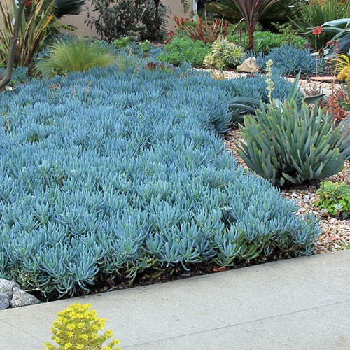 kleina-blue-chalk-sticks-senecio-mandroliscae
