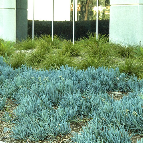 kleina-blue-chalk-sticks-senecio-mandroliscae