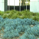 kleina-blue-chalk-sticks-senecio-mandroliscae