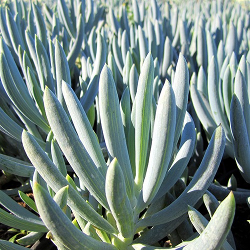 kleina-blue-chalk-sticks-senecio-mandroliscae