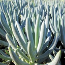 kleina-blue-chalk-sticks-senecio-mandroliscae