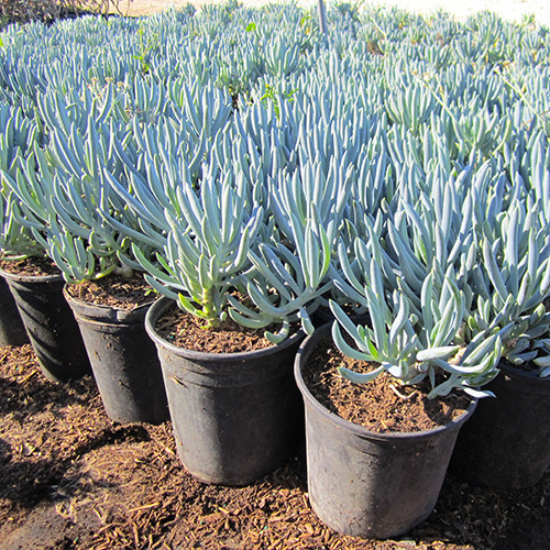 kleina-blue-chalk-sticks-senecio-mandroliscae
