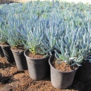 kleina-blue-chalk-sticks-senecio-mandroliscae