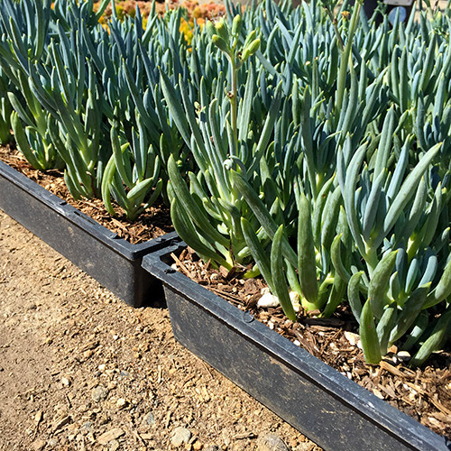 kleina-blue-chalk-sticks-senecio-mandroliscae