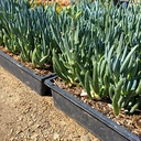 kleina-blue-chalk-sticks-senecio-mandroliscae