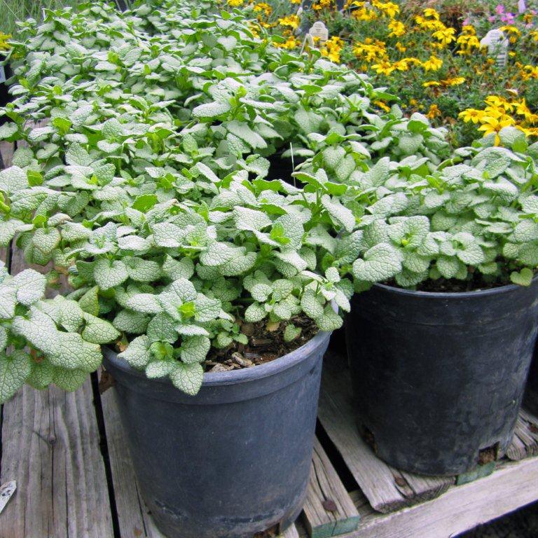 Spottled Nettle - Lamium maculatum 'White Nancy'