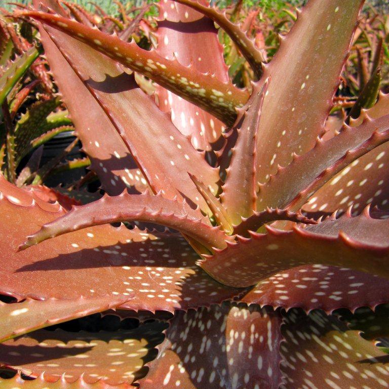 Cynthia Giddy Aloe - Aloe 'Cynthia Giddy'