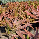 cynthia-giddy-aloe-aloe-cynthia-giddy