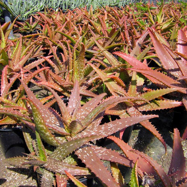 Cynthia Giddy Aloe - Aloe 'Cynthia Giddy'