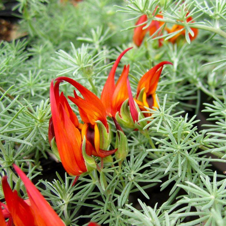 parrots-beak-lotus-berthelotii