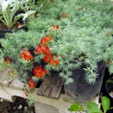 parrots-beak-lotus-berthelotii