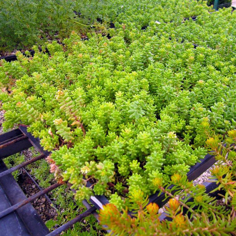 Stonecrop - Sedum brevifolium