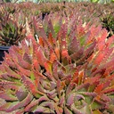 golden-toothed-aloe-aloe-nobilis