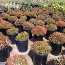 golden-toothed-aloe-aloe-nobilis