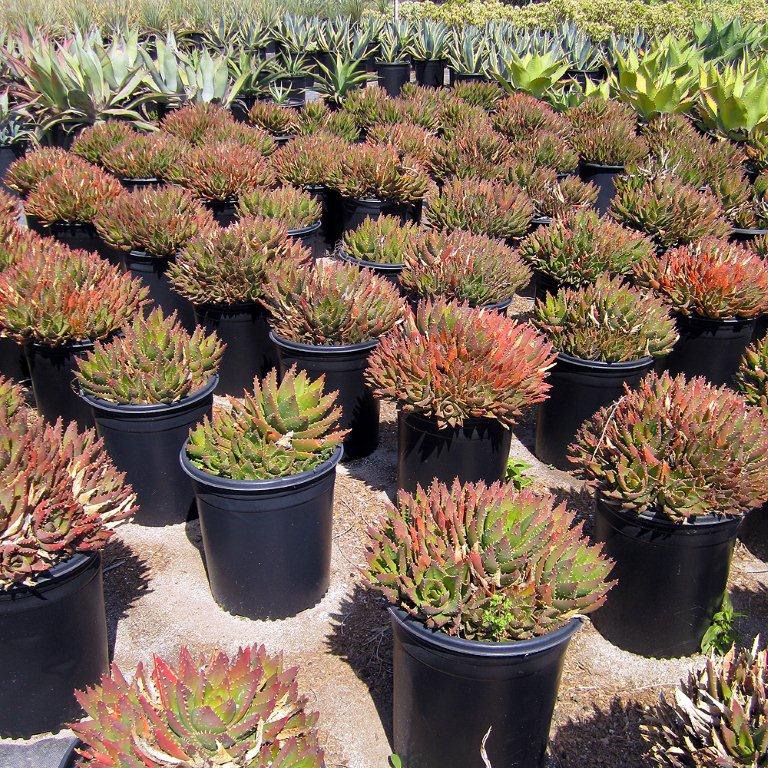 Golden Toothed Aloe - Aloe nobilis