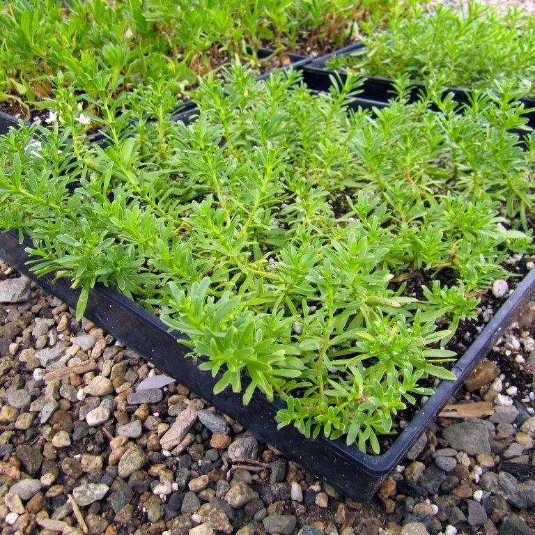 creeping-myporum-myoporum-parvofolium-puta-creek