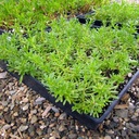 creeping-myporum-myoporum-parvofolium-puta-creek