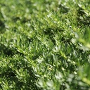 creeping-myporum-myoporum-parvofolium-puta-creek