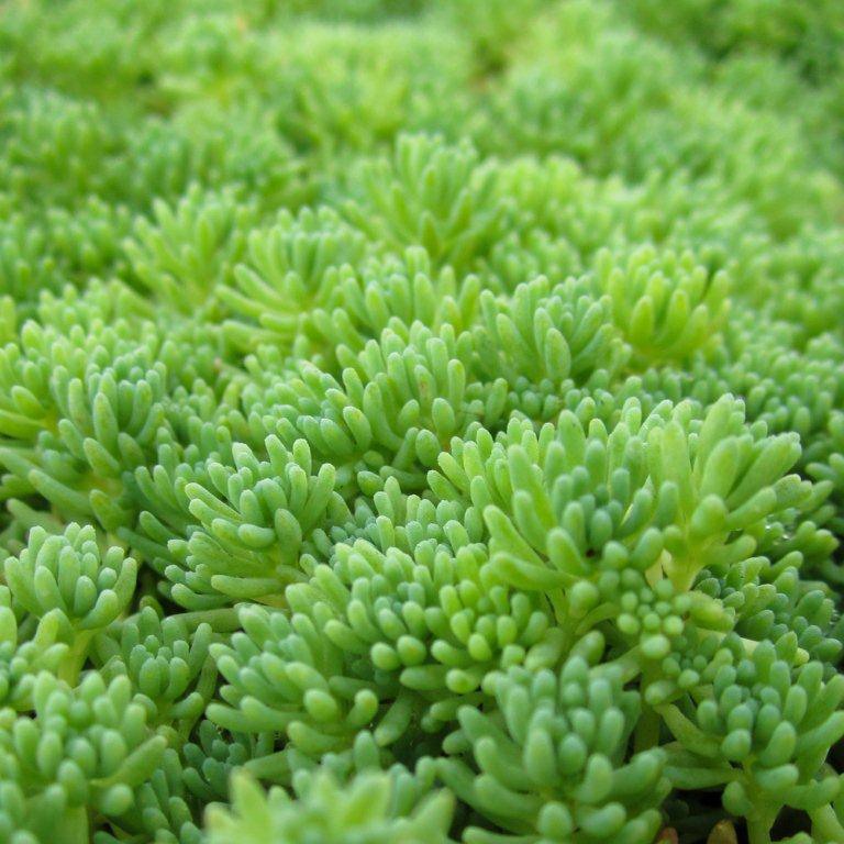 Spanish Stonecrop - Sedum hispanicum 'Blue Carpet'