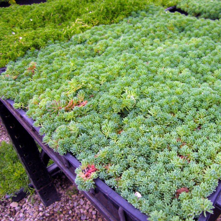 spanish-stonecrop-sedum-hispanicum-blue-carpet