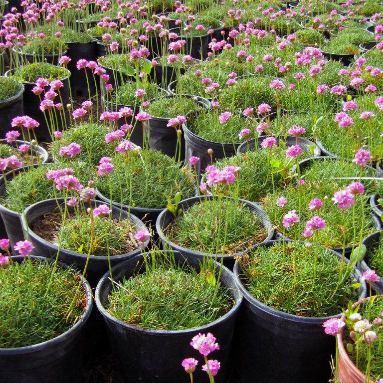 Sea Pink Thrift - Armeria maritima