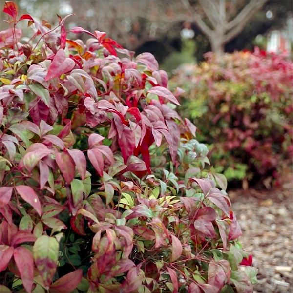 dwarf-heavenly-bamboo-nandina-domestica-nana