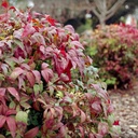 dwarf-heavenly-bamboo-nandina-domestica-nana