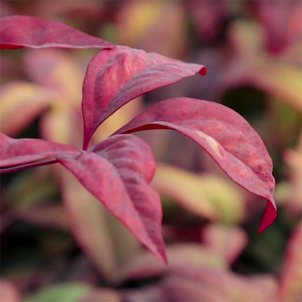 Dwarf Heavenly Bamboo - Nandina domestica 'Nana'