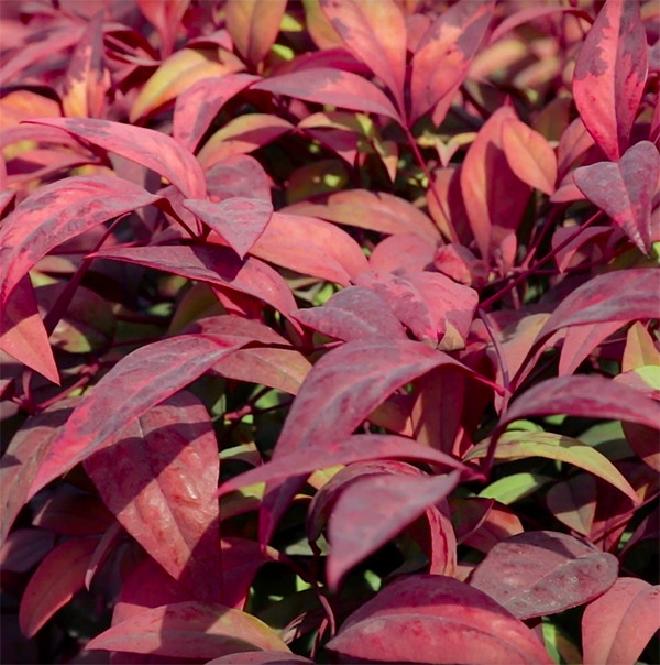 Dwarf Heavenly Bamboo - Nandina domestica 'Nana'