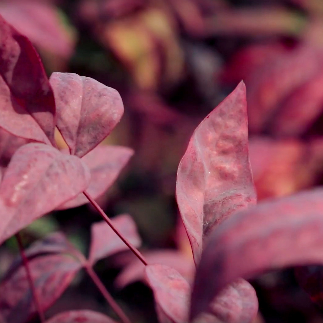 Dwarf Heavenly Bamboo - Nandina domestica 'Nana'