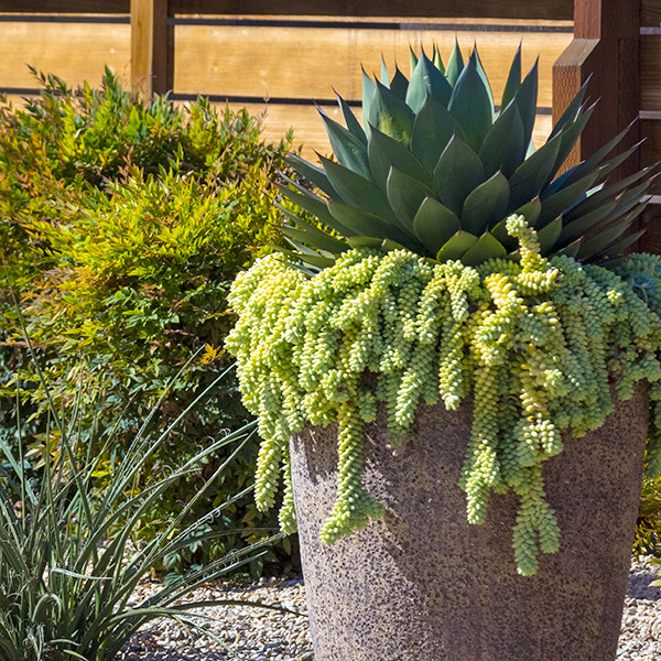 Burrito Sedum (Donkey Tail Plant)(Stonecrop) - Sedum morganianum 'Burrito'