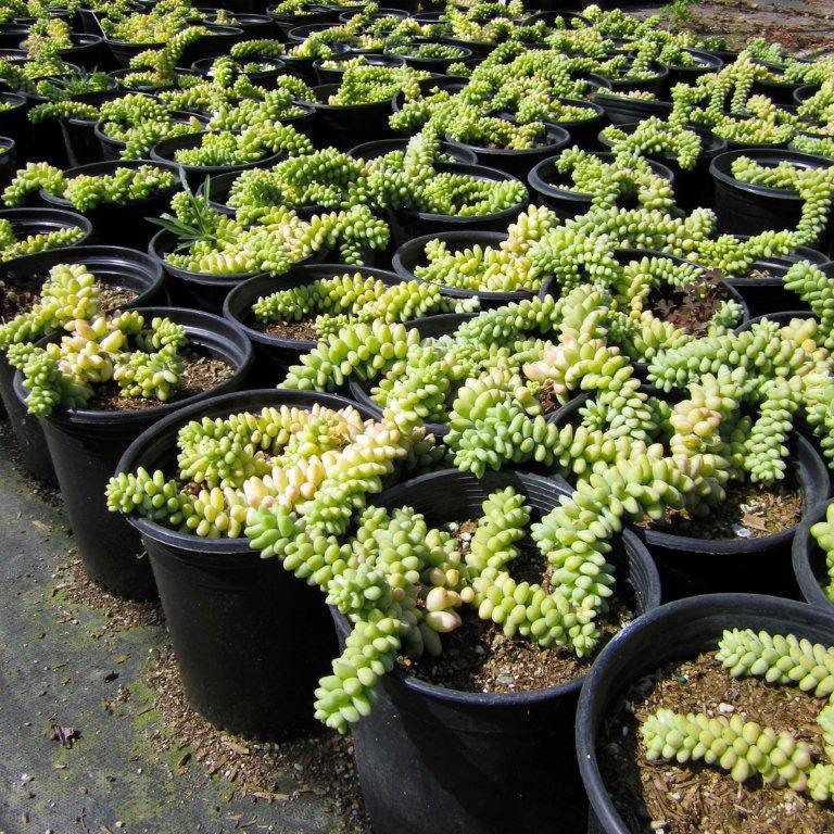 Burrito Sedum (Donkey Tail Plant)(Stonecrop) - Sedum morganianum 'Burrito'